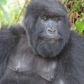  An Adult Female Gorilla (Congo)